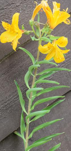 Peruvian Lily