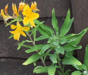 Peruvian Lily