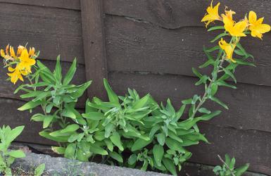 image for Peruvian Lily