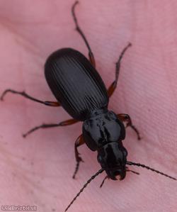 Black Clock Beetle