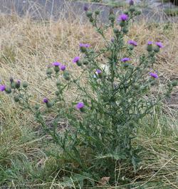 Spear Thistle