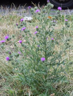 Spear Thistle