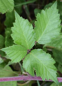 Great? x Elm-leaved Bramble