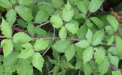 Great? x Elm-leaved Bramble