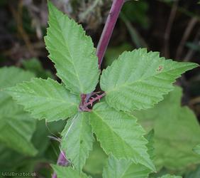 image for Great? x Elm-leaved Bramble