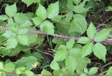 Great? x Elm-leaved Bramble