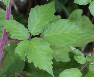 Great? x Elm-leaved Bramble