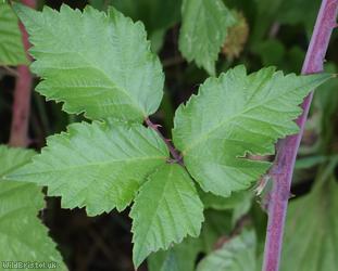Great? x Elm-leaved Bramble