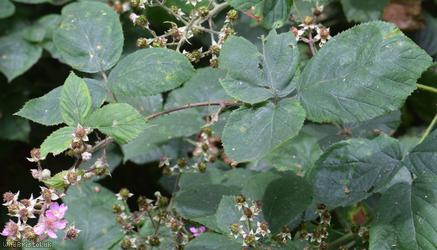 Rubus 'Lion Wood Micantes'