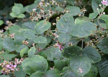 Rubus 'Lion Wood Micantes'