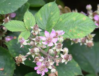 Rubus 'Lion Wood Micantes'
