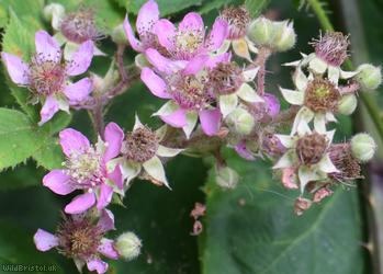 Rubus 'Lion Wood Micantes'