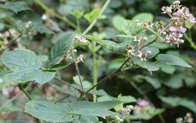 Rubus 'Lion Wood Micantes'