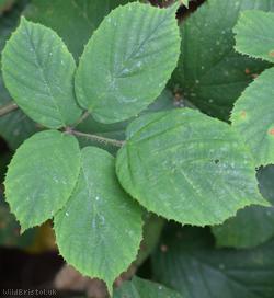 image for Rubus 'Lion Wood Micantes'