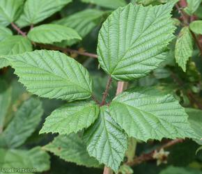 image for Norfolk Bramble