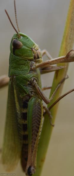 Meadow Grasshopper
