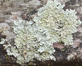 Common Green Shield Lichen