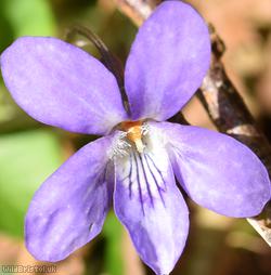 Early Dog-violet