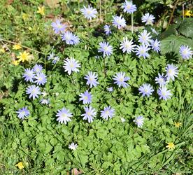 Blue Anemone