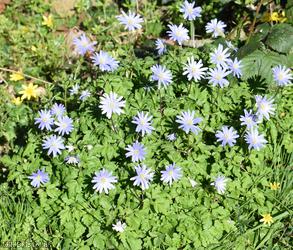 Blue Anemone