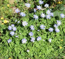 Blue Anemone