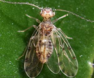 image for Ectopsocus briggsi