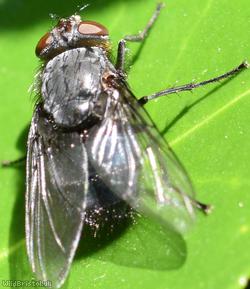 Orange-bearded Blue Bottle