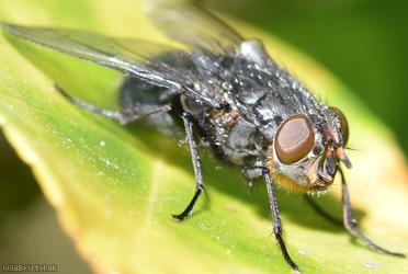 Orange-bearded Blue Bottle