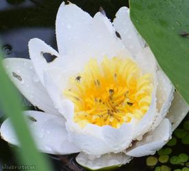 Dwarf White Water-lily