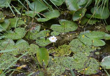 Dwarf White Water-lily