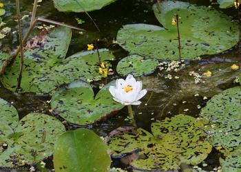 Dwarf White Water-lily