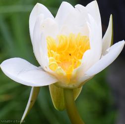 Dwarf White Water-lily