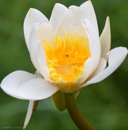 Dwarf White Water-lily