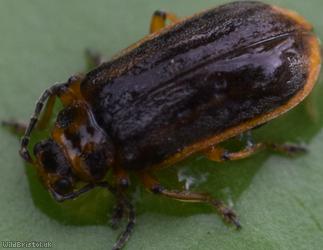 Water-lily Leaf Beetle