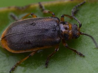 Water-lily Leaf Beetle