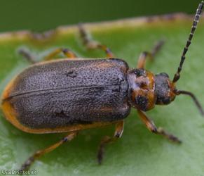 Water-lily Leaf Beetle
