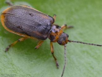 Water-lily Leaf Beetle