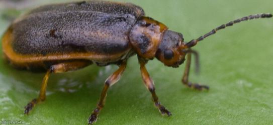 Water-lily Leaf Beetle