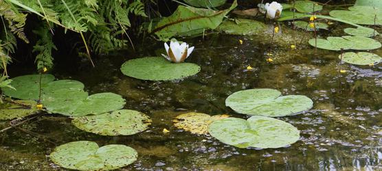 image for Dwarf White Water-lily