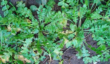 Shepherd's-purse type 13