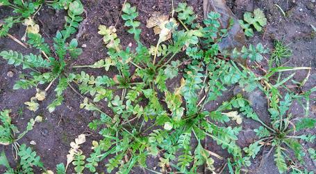 Shepherd's-purse type 13