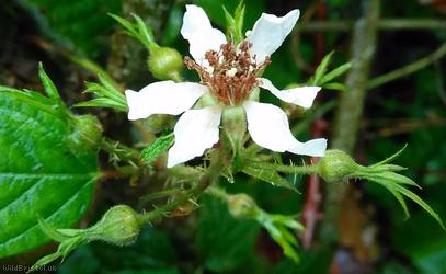 Rubus 'Bristol glareosus'