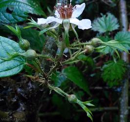 Rubus 'Bristol glareosus'