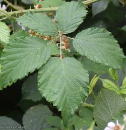 Long-haired Bramble