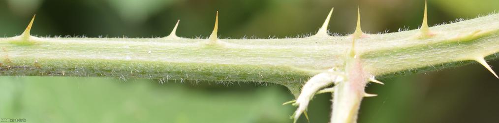 Long-haired Bramble