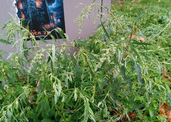 image for Soyabean Goosefoot