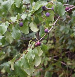 Wild Plum
