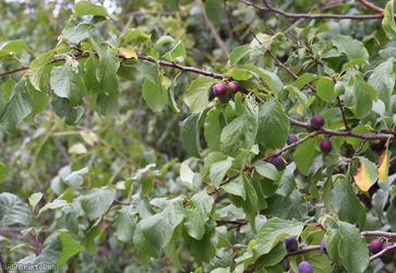Wild Plum