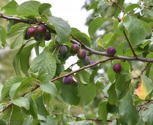 image for Wild Plum