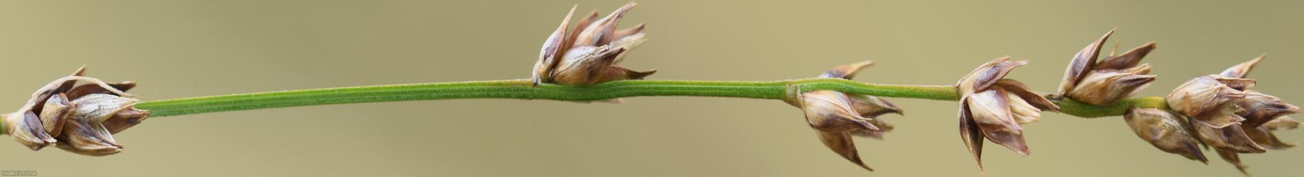 image for Remote Sedge